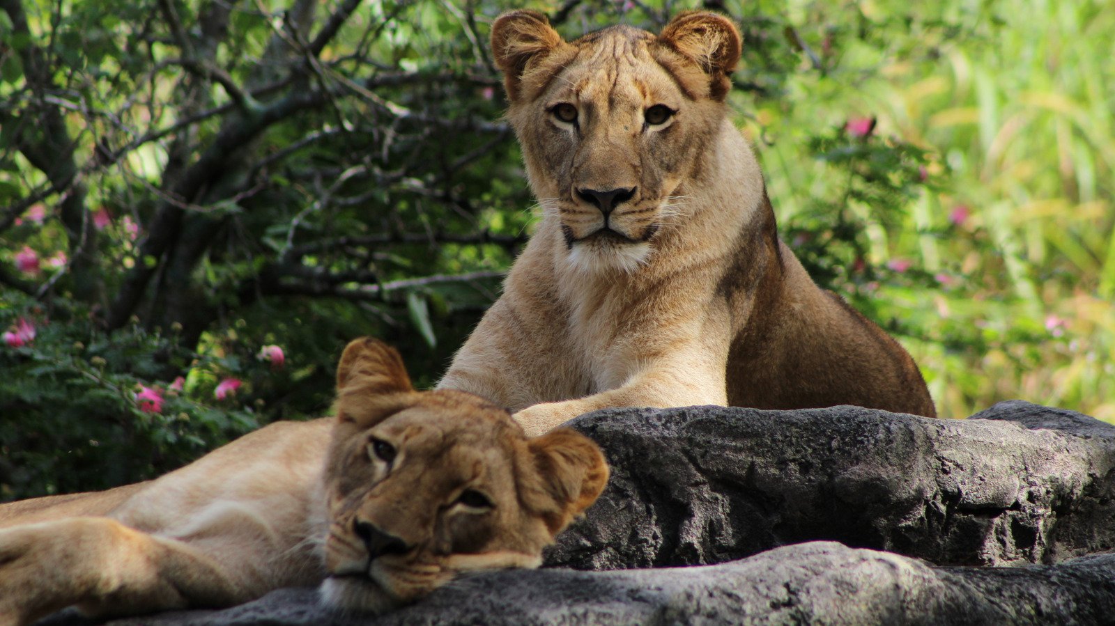 Tampa Bay's Upcoming Wildlife Habitat Will Be One Of The City's Largest Projects Of Its Kind