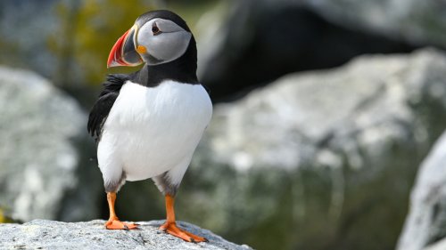 One Of The Only Places In America To See Puffins Is A Serene East Coast Island With Unforgettable Beauty