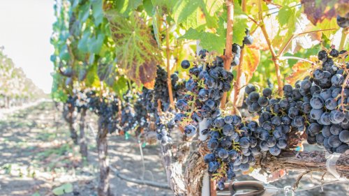 One Of California's Best-Kept Secrets Is A Wine City Blending Redwoods, Vineyards, And Outdoor Adventure