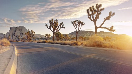 Just Outside Joshua Tree National Park Is A Secret, Unique Animal Sanctuary Blending Wildlife And Art