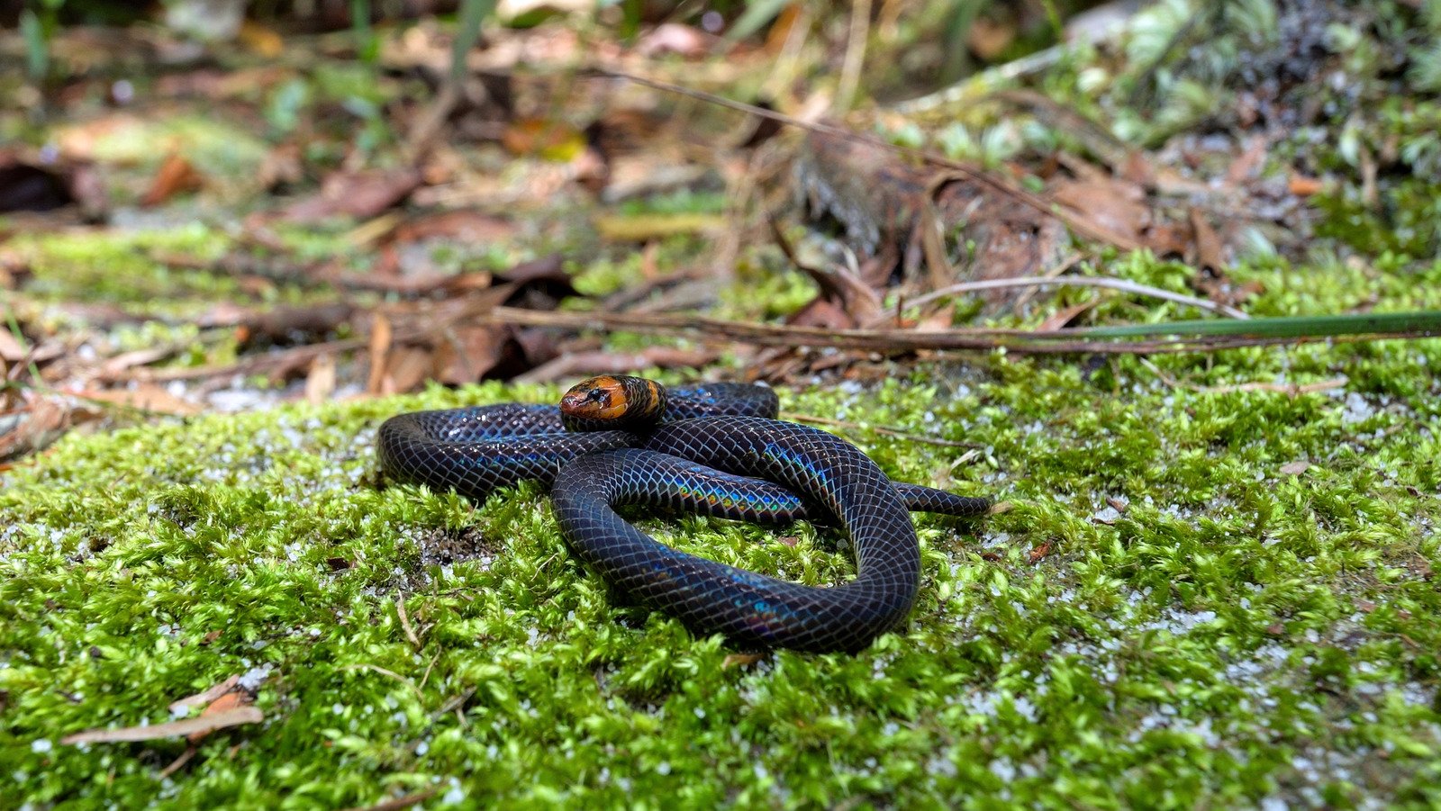 The Only 2 States In The Lower 48 With No Native Venomous Snakes To Worry About