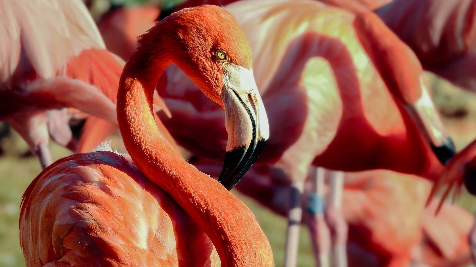 The Best Places To Spot Florida Wildlife In Tampa, According To A Local