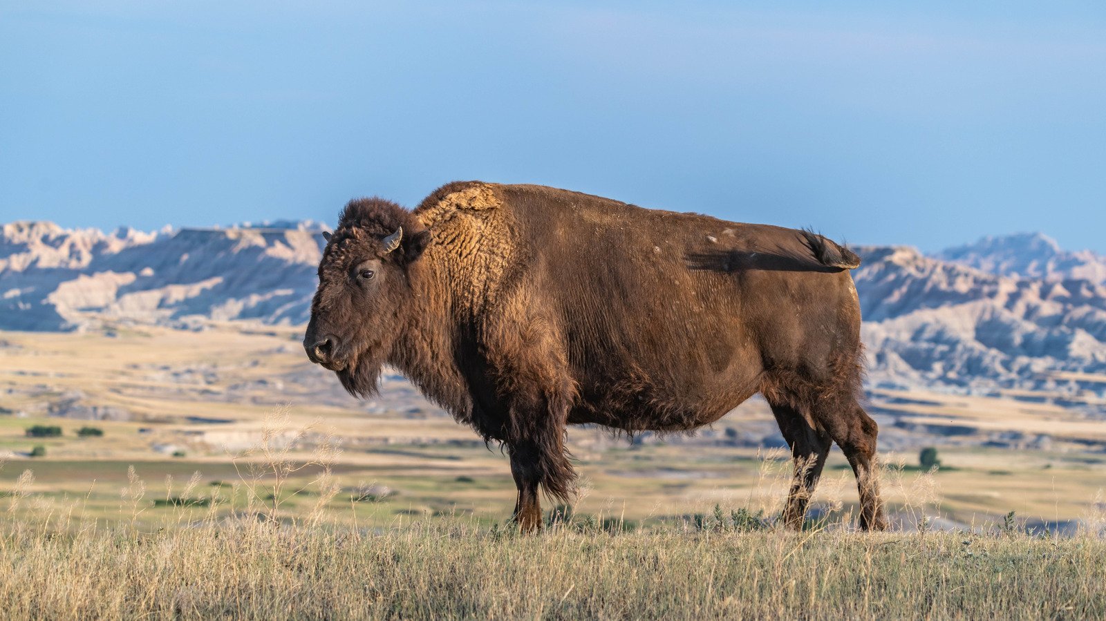 Forget Yellowstone, Here Are 10 Spots Where You Can See Bison Roam Wild In The Midwest
