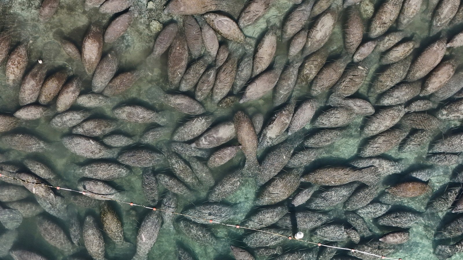 The Best Florida Shores To Spot Manatees From Land (No Boat Needed)