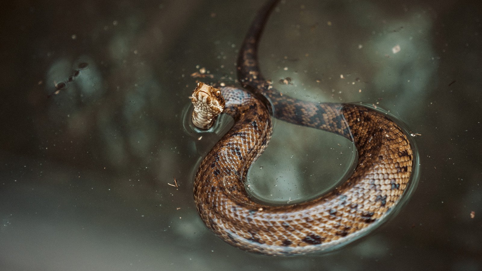 These Five Scenic Montana Waters Are Also Some Of The Most Snake-Filled In The State
