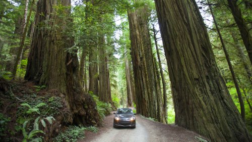 One Of The World's Best Redwood Drives Is An Underrated California Road Through Otherworldly Scenery
