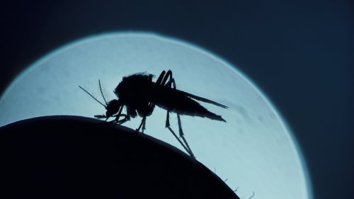 An Unexpected State Known For Its Gorgeous Lakes Has The Fewest Mosquitoes In The US
