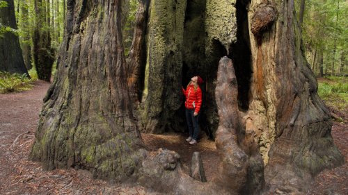 Hidden In California's Redwoods Near Santa Cruz Is An Underrated Resort Town For A Perfect Bay Area Getaway