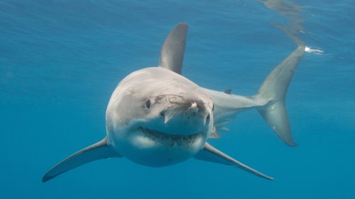 The Troubling Reason California's Great White Shark Population Continues To Grow