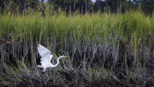 South Carolina's Undeveloped Barrier Island Promises A Pristine, Quiet Escape Full Of Wildlife