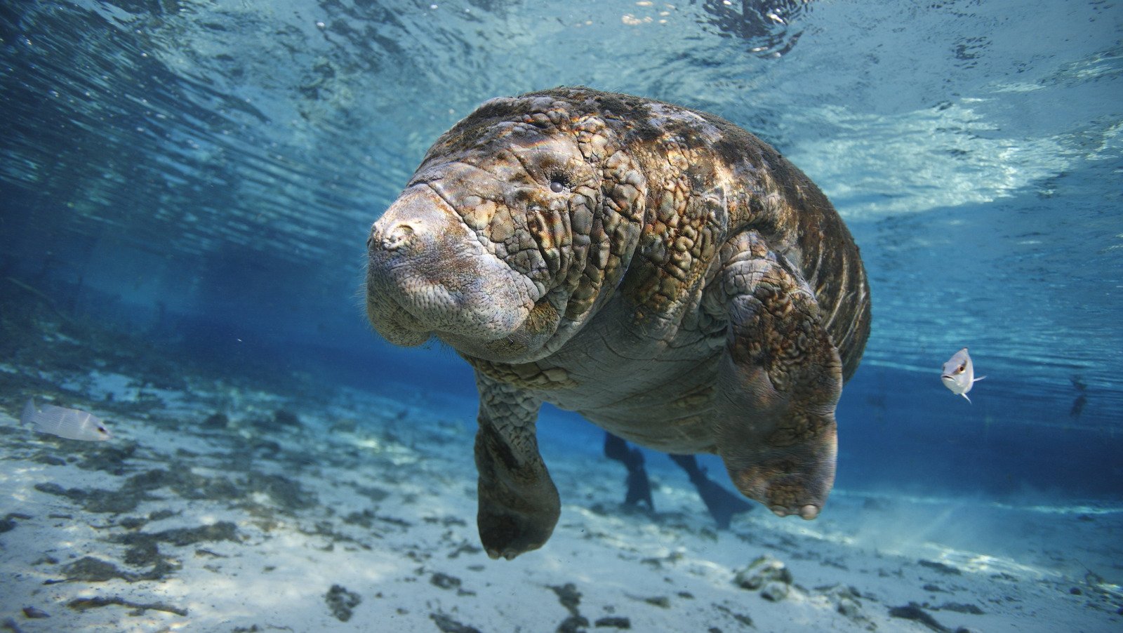 Skip The Tourist Traps And Swim With Sea Creatures At This Hidden Gem Spot In Florida