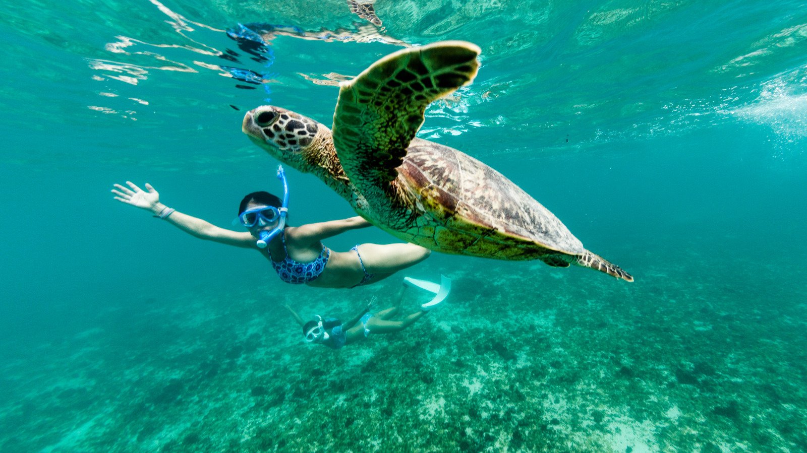 15 Most Breathtaking Destinations To Swim With Turtles, According To Travelers