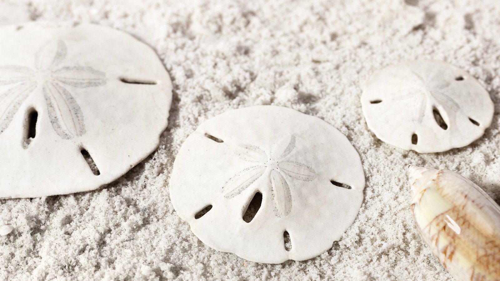 Florida Gulf Coast Beaches Where Sand Dollars Wash Ashore