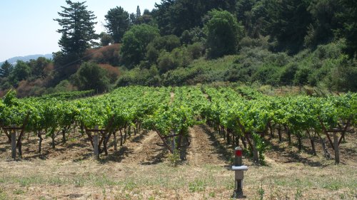 Santa Cruz's Dreamiest Wine Trail Features Rolling Hills, Celebrated Wines, And Sun-Drenched Patios