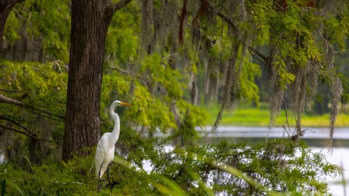 North Carolina's Hidden Lake Park Is A Nature Lover's Playground With Recreation, Trails, And Gardens