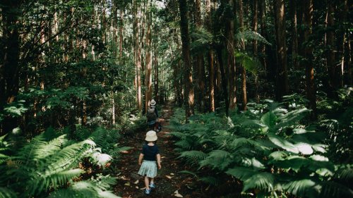 Swim With Rare Sea Turtles And Wander A Mountain Fairy Forest On This Underrated Lush Japanese Island