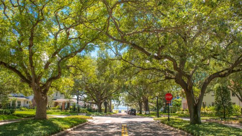 An Impossibly Green Destination On Florida's Gulf Coast Has More Trees Than Any City In The World