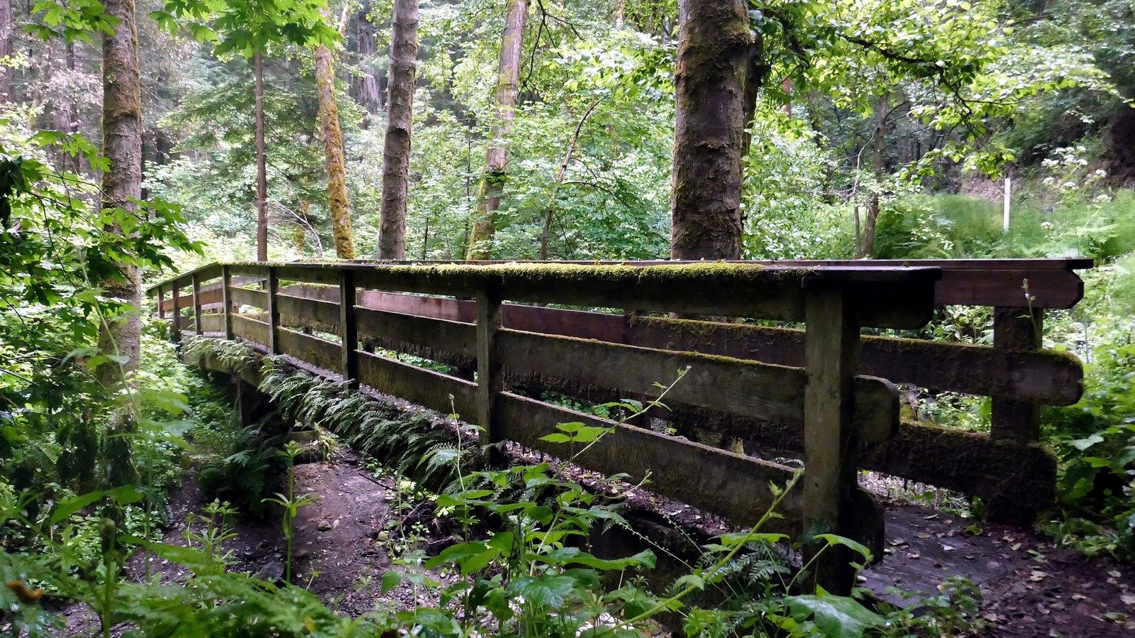 Forget Sequoia National Park, Visit California's County Park With Towering Redwoods, Trails, And Fewer Crowds