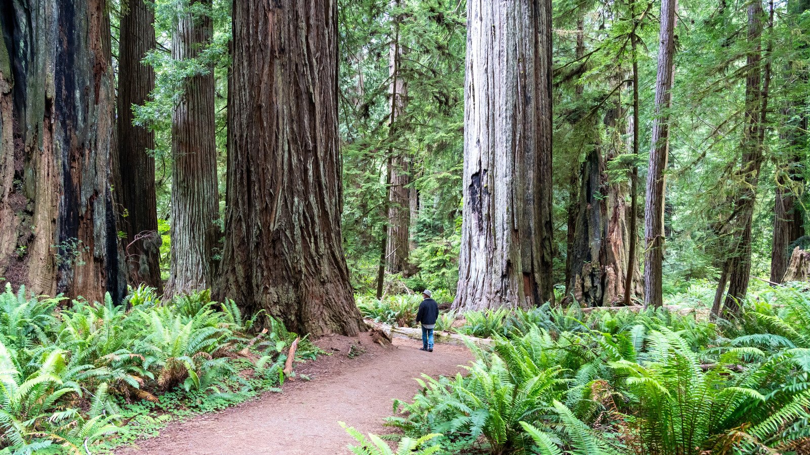 Forget Florida, 'California's Redwood Coast' Is One Of The Best Counties To Retire With Year-Round Mild Weather And Endl
