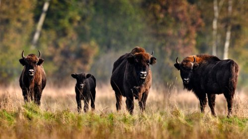 This Country Is Home To Europe's Oldest Primeval Forest Full Of Trails, Wildlife And Rare Bison