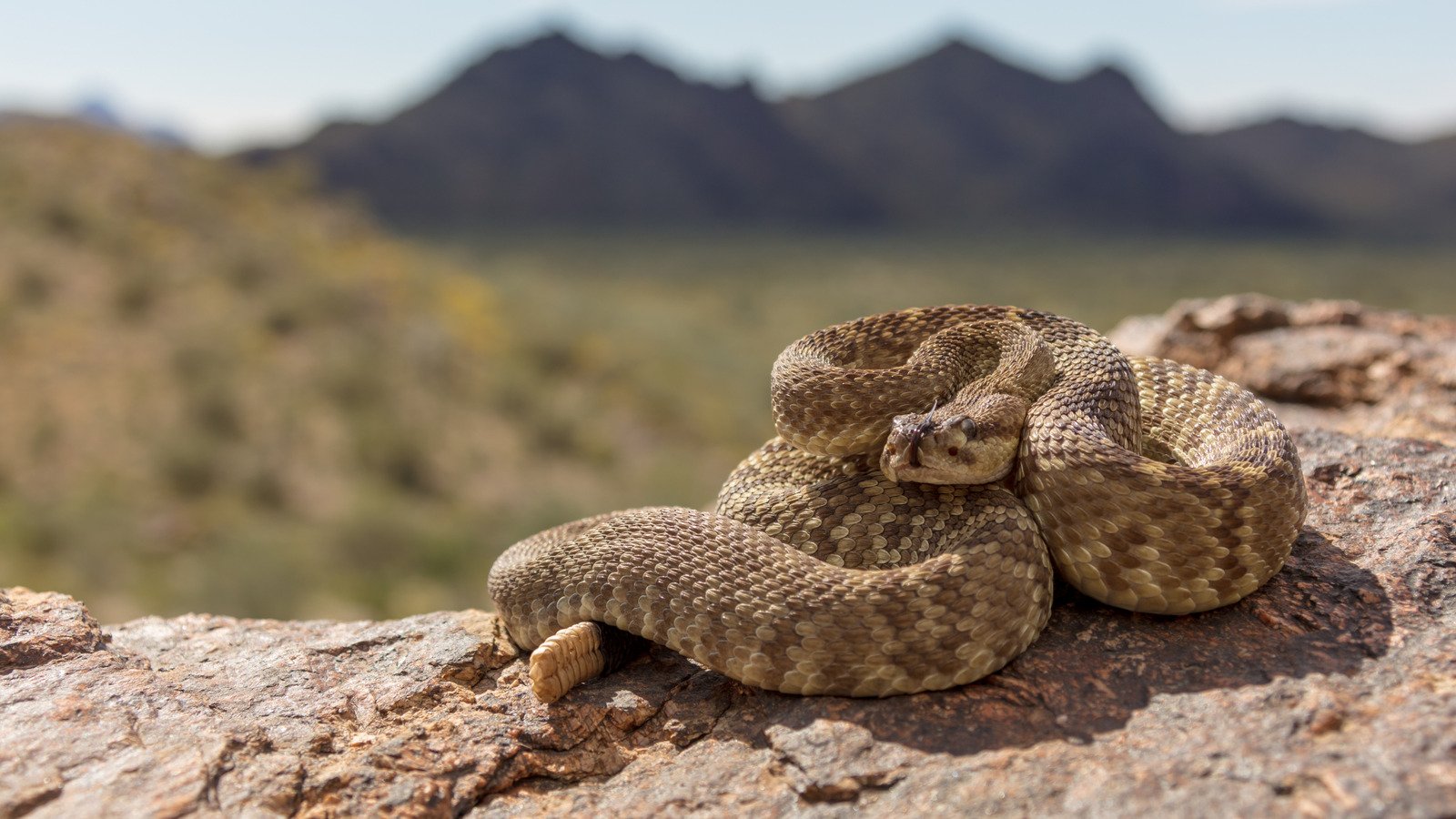 A Surprising Number Of National Parks Are Venomous Snake-Free