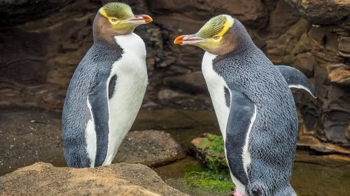 You Can See Rare Yellow-Eyed Penguins At Only One Spot In The World