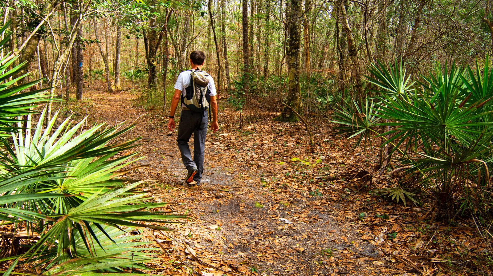 Florida's Highest Point Offers Scenic Hikes, Quiet Trails, And Stunning Views Of The Panhandle