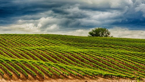 Washington's Answer To Napa Valley Is A Beer And Wine Lovers Dream With More Sun Than San Diego Or Hawaii