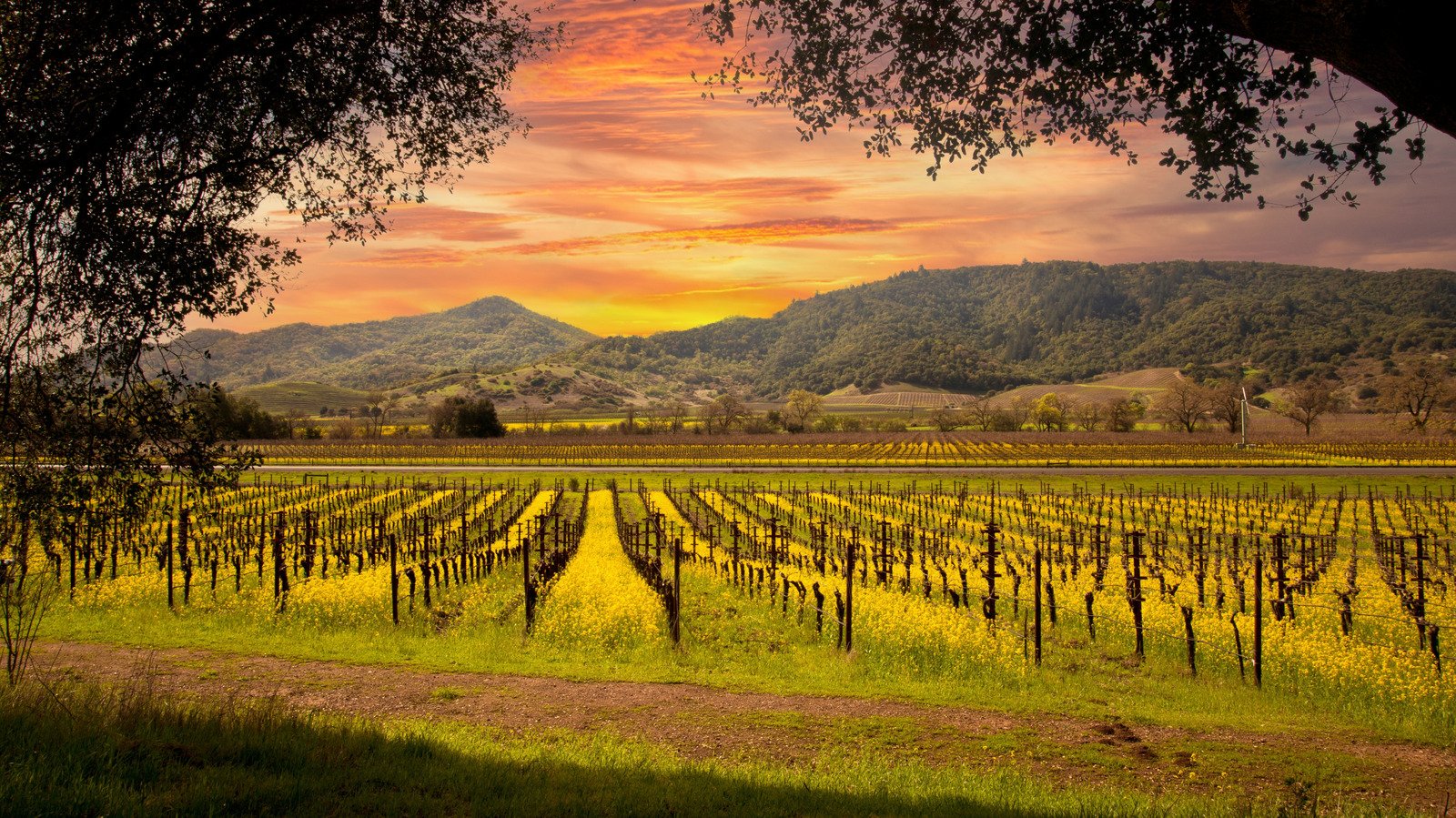 The Oldest Wineries In America That Are Still Worth Visiting