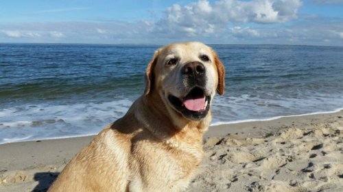 Urlaub mit Hund – 7 Tipps für entspannte Ferien