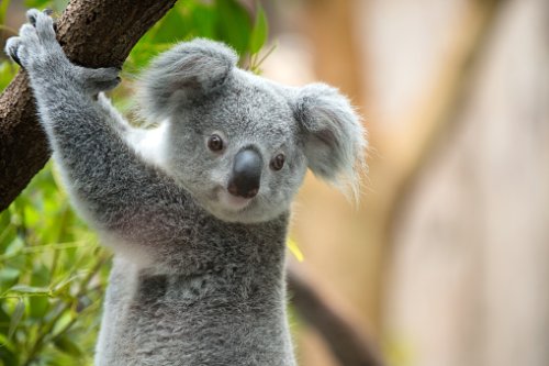 15+ Facts about Koalas You Might Not Know