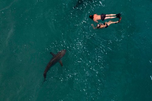 Schockierender Haiangriff in seichtem Wasser: Frau vor Australiens Küste schwer verletzt - It'sinTV.de