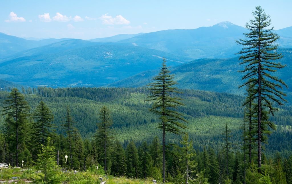 'Essential to Our Very Survival': Over 100 Countries Pledge to End Deforestation