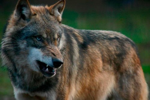 Wolfsangriff in Dresden: Mann schlägt mit Besen auf Wolf ein