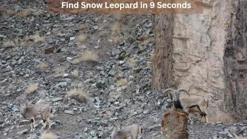 Optical Illusion Test: Only a genius can find the hidden snow leopard in this picture in 9 seconds. Can you?