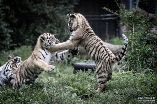 Tigerbabys im Zoo Duisburg – erste Bilder