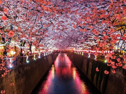 Sakura Spots by the Water in Tokyo