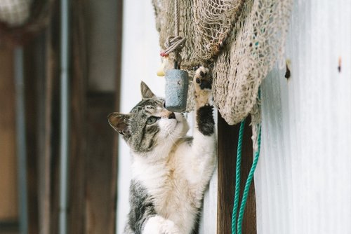 Katzeninsel Aoshima in Japan