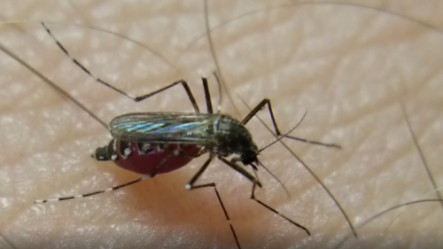 Anastasia Mosquito Board commissioner resigns, citing ‘mismanagement’