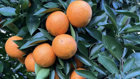 A citrus comeback is budding in North Florida