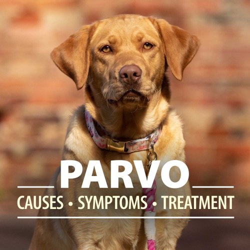 What Every Dog Owner Needs to Know About Parvo Causes, Symptoms
