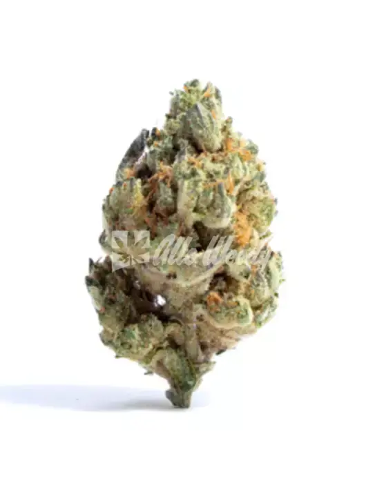 Medellin strain cover image