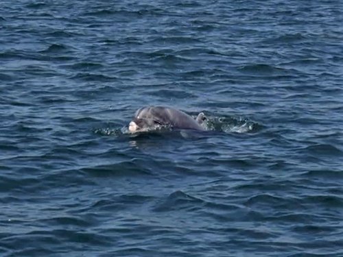 Delfin-Safari in Portugal: Die Sado-Delfine von Setúbal