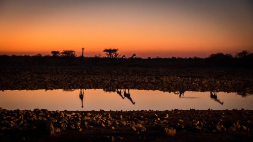 Etosha Nationalpark Namibia: Safari in der Salzpfanne