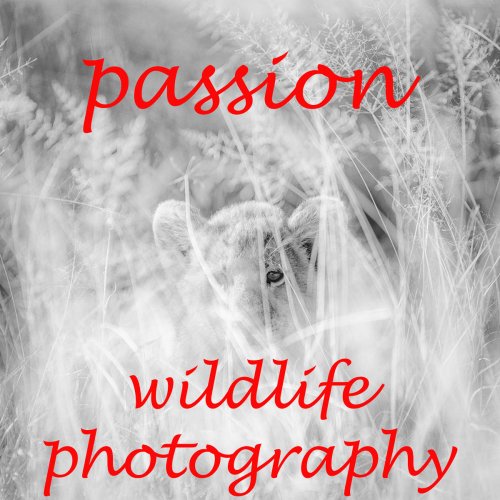 passion wildlife photography
