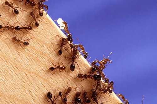 Mauvaise nouvelle : les fourmis de feu débarquent en Europe