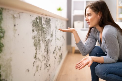 Ce "poisson" préhistorique s'attaque aux maisons et ruine les intérieurs - voici comment le repérer