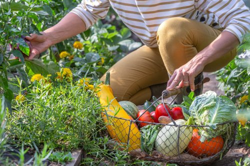 Attention, si vous cultivez ce fruit dans votre jardin, il peut être dangereux - ce détail doit vous alerter
