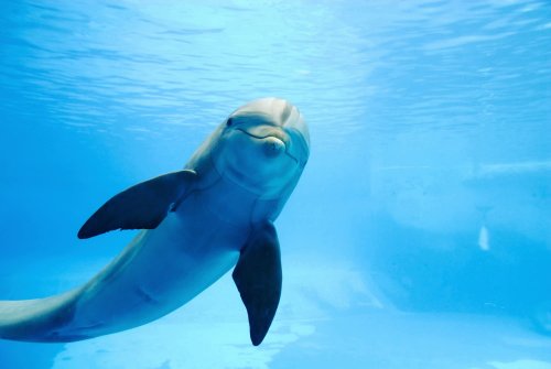 Ces célèbres smartphone permettent désormais de comprendre le langage des dauphins