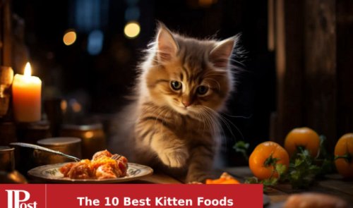 The 10 Best Kitten Foods